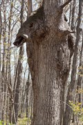 Image for Warthog in Tree