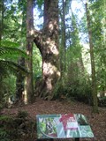 Image for H Tree Track, Whirinaki Forest. North Island, New Zealand.