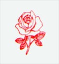 Image for Rose Red - City of Roses - Portland, Oregon