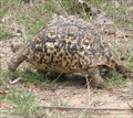 Image for Leopard Tortoise at Kruger National Park - Mpumalanga, South Africa