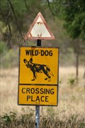 Image for Wild Dog  - Hwange, Zimbabwe