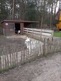 Image for Feed the goats - Miggelenberg - Hoenderloo, the Netherlands