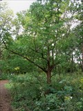 Image for Dawn Redwood - Morton Arboretum; Lisle, IL