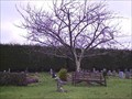 Image for Macfarlane Tree, Bickleigh Churchyard, near Plymouth, Devon UK