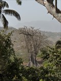 Image for Poilon - The oldest tree in Cape verde