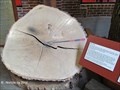 Image for May's Oak Tree Ring Display - York Agricultural and Industrial Museum - York, PA