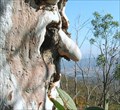 Image for Tree Face - Wanniassa Hills, ACT, Australia