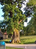 Image for oak tree, 900 years old, in Eisolzried