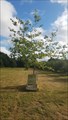 Image for Naval And Royal Marine Oak Tree - Tonge Mill Memorial Park - Tonge, Kent