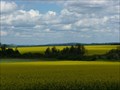 Image for Mustard Fields - Presque Isle ME