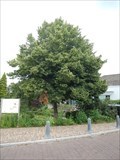 Image for Millennium tree - Oudewater, the Netherlands