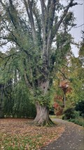 Image for Zilveresdoorn (Acer saccharinum) 4699 - Waalwijk, NL