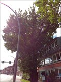 Image for Alte Eiche (Quercus robur) - Hamburg, Deutschland