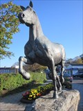 Image for Welsh Cob Stallion, Alban Square, Aberaeron, Ceredigion, Wales, UK