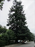 Image for Peg Tree, Lake Oswego, OR