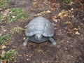 Image for Turtle - Muhlenberg College - Allentown, PA, USA
