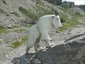 Image for Mountain Goat - Jasper National Park, Alberta, Canada
