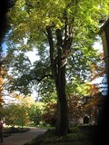 Image for National Champion Basswood Tree – St. Louis, MO