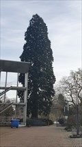 Image for Sequoiadendron giganteum - Wageningen, NL