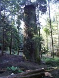 Image for Mine Chimney Gulworthy Woods, Near Tavistock, Devon