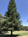 Image for Sequoia Sempervirens - Sacramento, CA