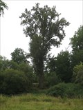 Image for LARGEST -- Black Cottonwood Tree in the United States