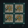 Image for Four-Square Flower / Sunflower -  Wincrest Angus, Johnson City, Tennessee