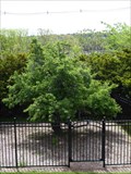 Image for Oldest Fruit Tree in North America - Danvers, MA