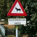 Image for Crossing Donkeys -  Hoogstraten (NL)