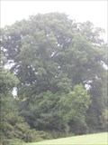 Image for Merley Oak Tree - Merley, Near Wimborne Minster, Dorset, UK