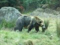 Image for 'Grizzly Gulch San Francisco Zoo'  - San Francisco, CA