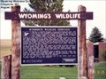 Image for Wyoming's Wildlife - Cheyenne WY