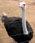 Image for Safari Ostrich Show Farm - Oudtshoorn, South Africa