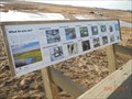 Image for Waterfowl and Others at C.W. Scott Viewing Site at Slack Slough - Red Deer, Alberta