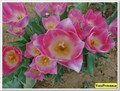 Image for Champ de tulipes - La Brillanne, France