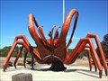 Image for Giant  Crayfish -  Dongara,  Western Australia