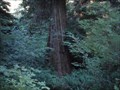 Image for Largest Port Orford Cedar Tree in the World  -  Powers, OR
