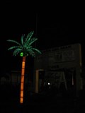 Image for Plaza Del Mar Palm Tree - Marathon, FL