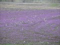 Image for Purple Henbit Field - Belleville, Illinois