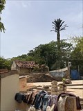 Image for Palm 3 Gorée - Senegal