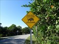 Image for Gopher Tortoise Crossing - Sanibel Island, Florida, USA