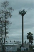 Image for Palm Tree - Calimesa, CA