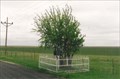Image for First Tree Planted on the Texas High Plains - Panhandle, Texas