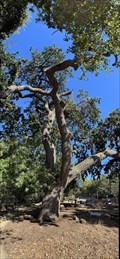 Image for Murphy's Majestic Oak - Morgan Hill, CA