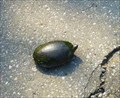 Image for Passage de tortue (Chateauguay) Qc