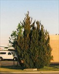 Image for MADD Memorial Tree - Clovis, NM