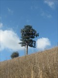 Image for US 101 pine tree cell tower - Monterey County, CA