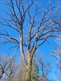Image for Eastern Cottonwood (Populus deltoides) - Allentown, PA, USA