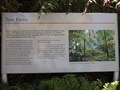 Image for Tree Ferns - Mt Tomah Botanic Gardens, NSW, Australia