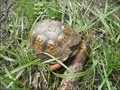 Image for Eastern Box Turtle - Howard, PA